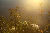 045 Onnipotente Luce.jpg